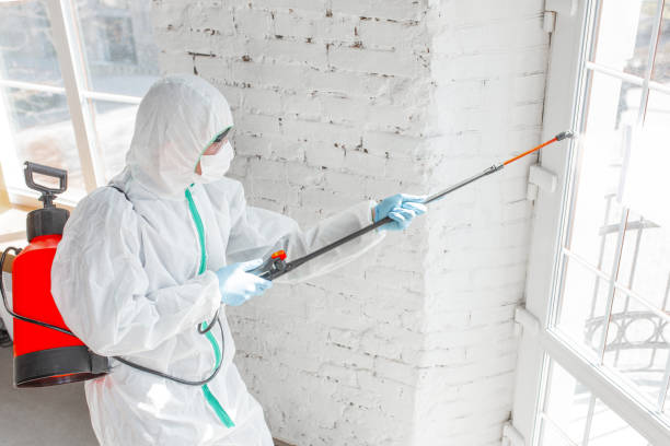 Best Asbestos and Lead Testing During Mold Inspection  in Ormond By The Sea, FL